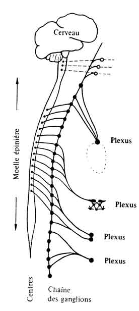 plexus-glandes